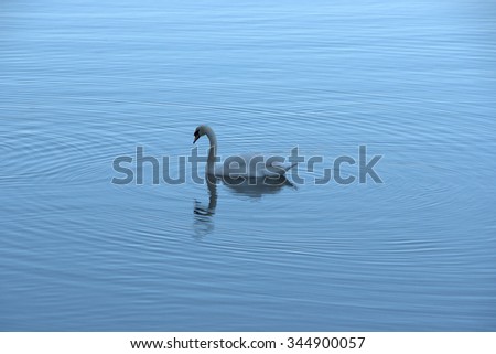 Single swan creating circular ripples on the water