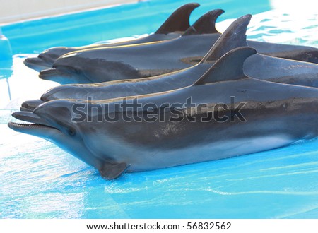 the four beautiful blue dolphins and water