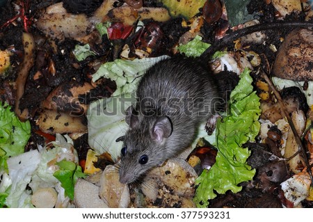 rat in a vegetable garbage bin