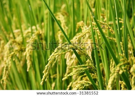 Mature paddy in Green field, Asia paddy field