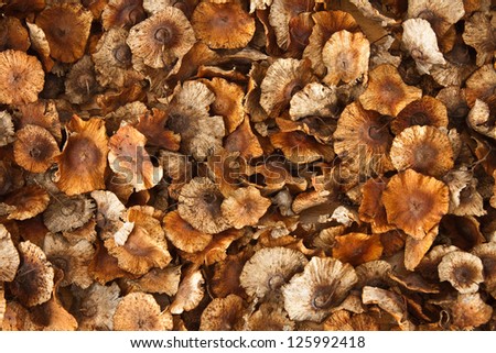 Background of fallen dry leaves in brown shades
