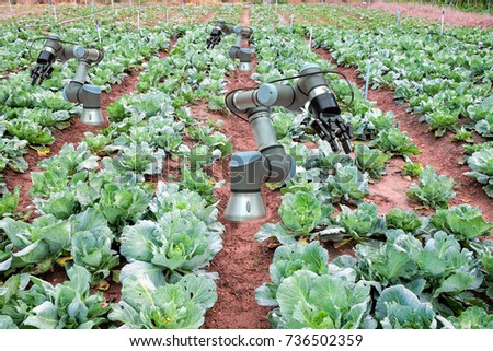 Cabbage vegetable garden of farmer have installed a robot for help a harvesting, With the new agricultural theory concept on Smart Farming 4.0 and Industry 4.0, innovation concept idea.