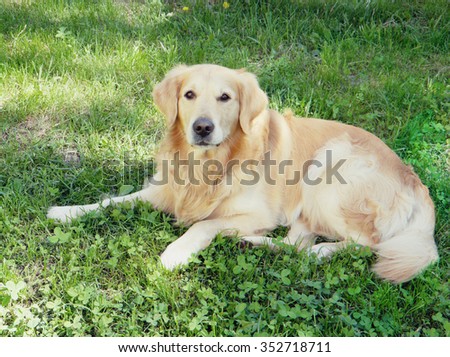 Beautiful golden retriever resting in the shade on the grass