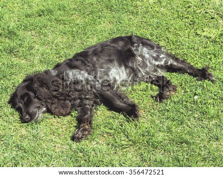 Shaggy dog basking in the sun on the grass