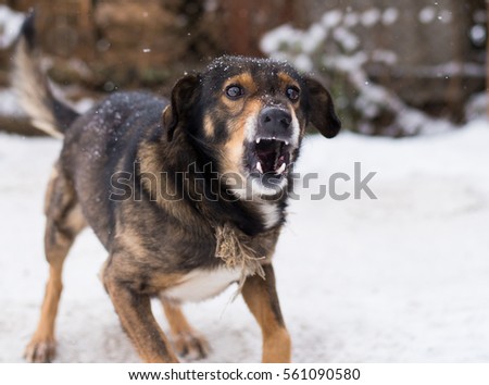 Barking enraged angry dog outdoors.  looks aggressive, dangerous and may be infected by rabies. Angry dog in the snow. Furious dog. Angry and aggressive dog  showing teeth
