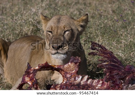 african lion hunting