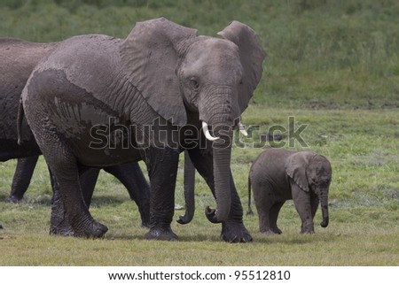 The elephant Mother and Baby