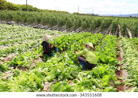 Dalat, Vietnam - November 25:  Farmer harvesting mustard green in growth at vegetable garden in Vietnam