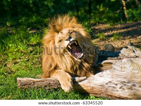 Angola lion roars (Panthera leo bleyenbergi)