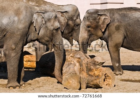 Happy Elephant