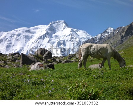 white horse on the meadow with snow capped mount Karakol in the background in Kyrgyzstan