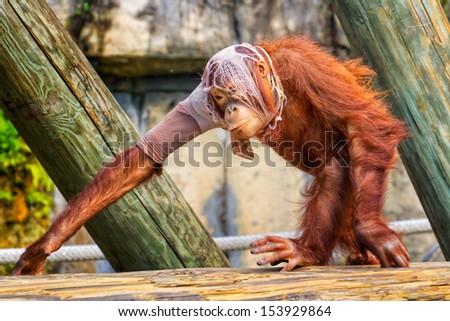 Crazy Orangutan -ripped up t-shirt on his head and arm