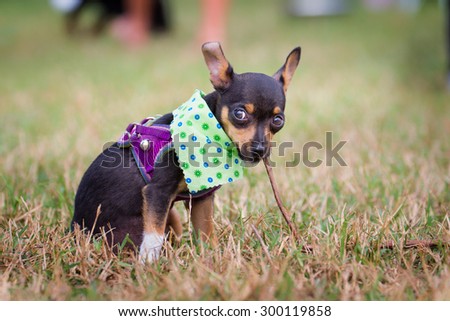 Puppy chewing on stick