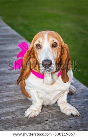 Basset Hound portrait pink ribbon
