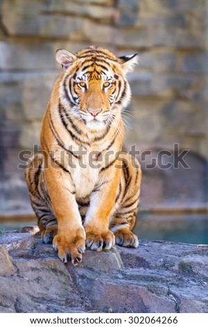 Tiger sitting on rocks