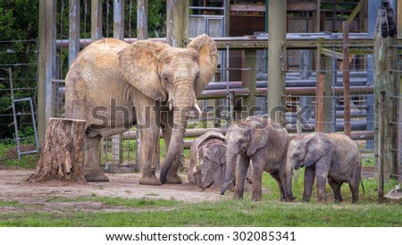 Mom and baby elephants