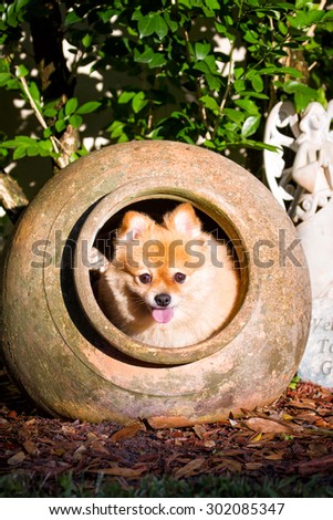 Cute dog in flower pot