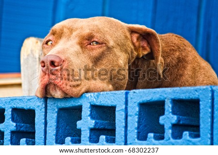 Close up of sad dog looking over his balcony. Was taken at Venice Beach, he is looking at the ocean wanting to run there!