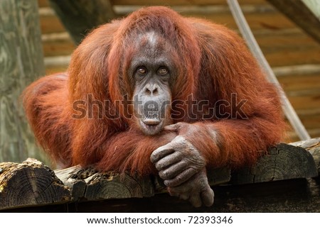 Orangutan with crazy look on her face