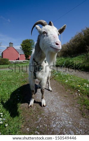 Goat on a farm, Kerry, Ireland