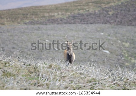 Red deer in Wicklow Mountains national park, Ireland