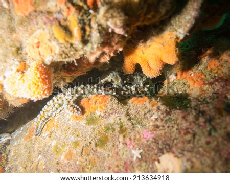 Octopus hiding under a rock, atlantic ocean, Ireland