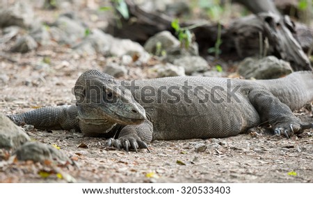 Komodo dragon, Komodo national park, Indonesia
