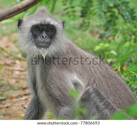 sri lanka monkey