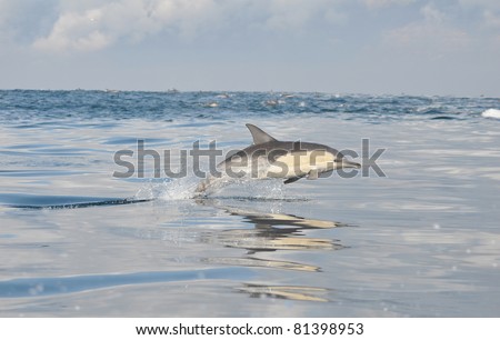 dolphin playing in false bay, south africa