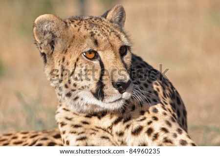 An alert cheetah in Africa