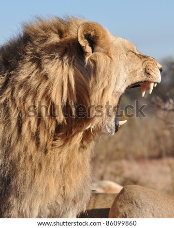 Young lion in Africa