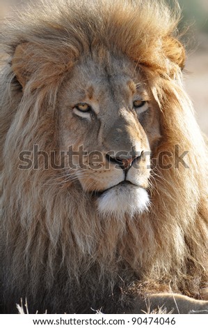 Royal looking lion