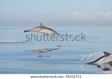 Common Dolphin playing in False Bay,South Africa