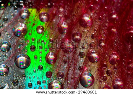 Multi-colored drops on an iridescent surface