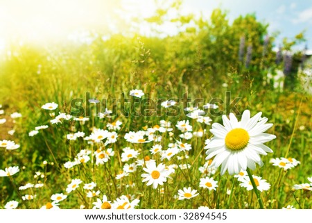 Field+of+daisies+pictures