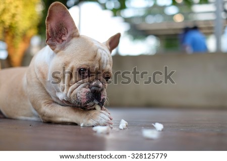 The French bulldog eating dog snack .