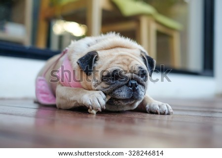 Lady pug in pink suit eating dog snack .