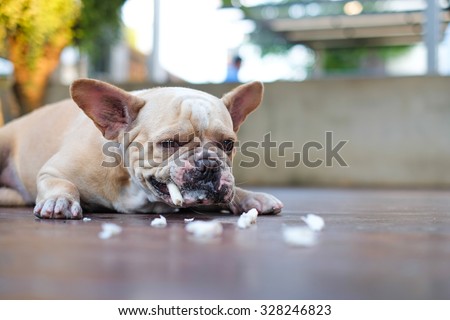 The French bulldog eating dog snack .