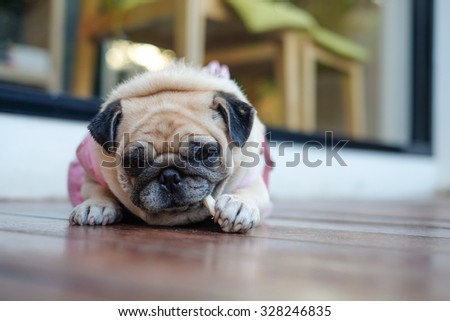 Lady pug in pink suit eating dog snack .