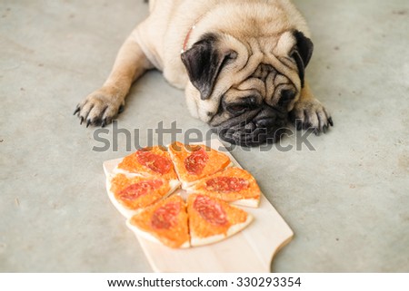 Pug waiting command to eat pizza (Dog Snack).