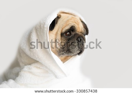 Pug hiding in the towel because she was cold .