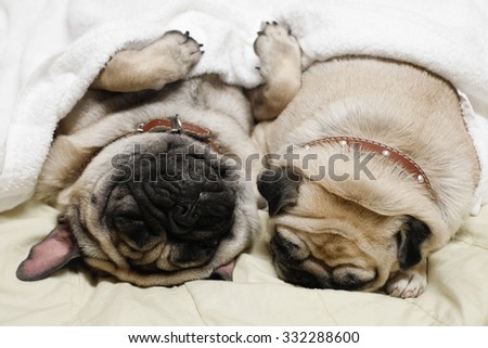 I don\'t like sleep alone.(Double pug sleep together .)