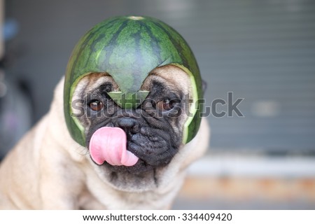 Pug wearing a watermelon helmet (The Pugs Hero) .