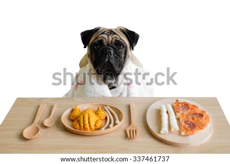 Have lunch with me? (The pugs dog Waiting to eat dog snack.)