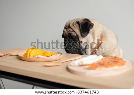 Have lunch with me? (The pugs dog Waiting to eat dog snack.)