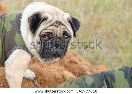 The pug dog wearing soldier suit.