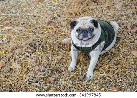 The pug dog wearing soldier suit.