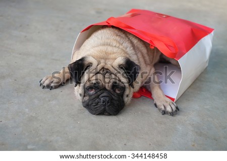 The pug dog in the paper bag.