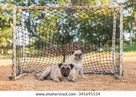 The pug keeper.(The pug dog lying in the Goal.)