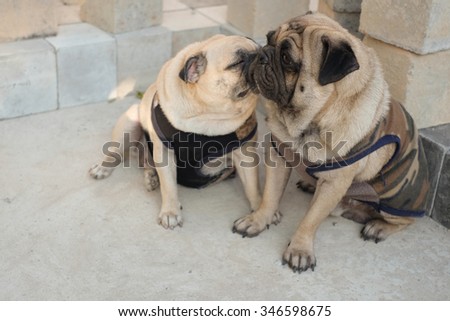 The pug dog kissing on the concrete floor.